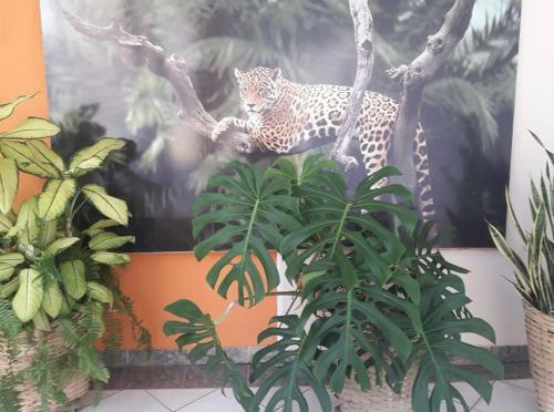 Cuiab� Hostel Pousada Safari