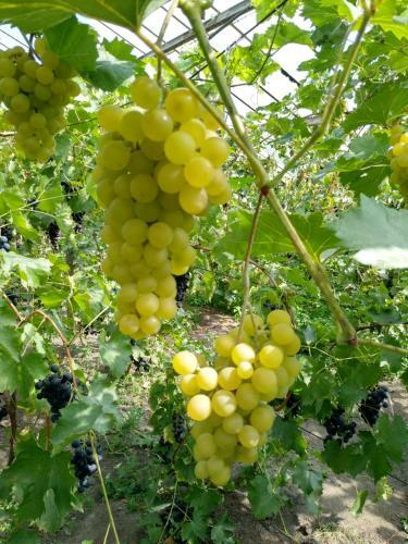 Agroturystyka Lulkowo