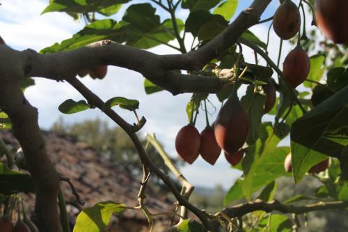 Quinta de S�o Jo�o