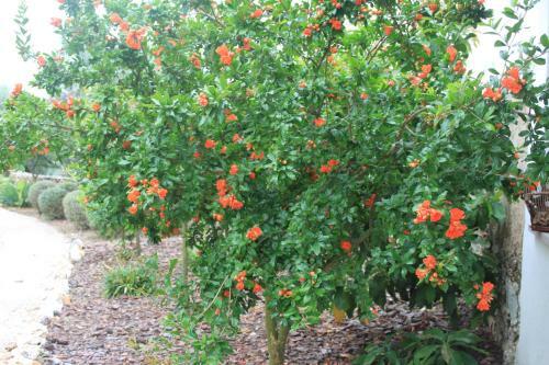 Quinta de S�o Jo�o