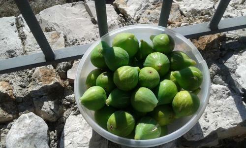 Quinta de S�o Jo�o