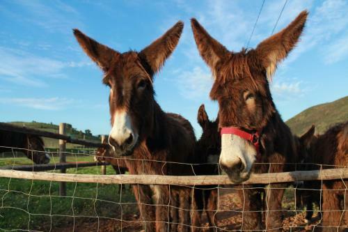 Agroturismo Burro Ville