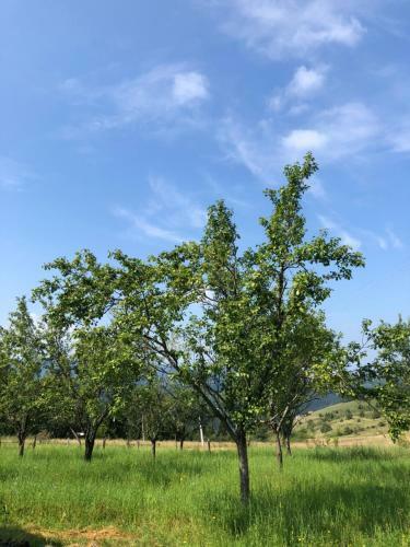 Apartman Zona Zlatar