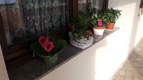 Hostal Pensiunea Obcina Mare