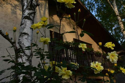 Hostal Guest House Breza