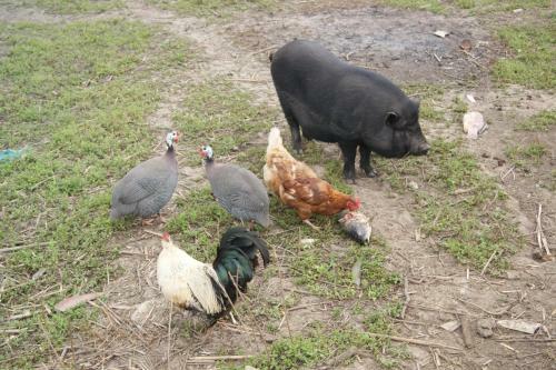 Posada Ekoferma Mezhdumorye