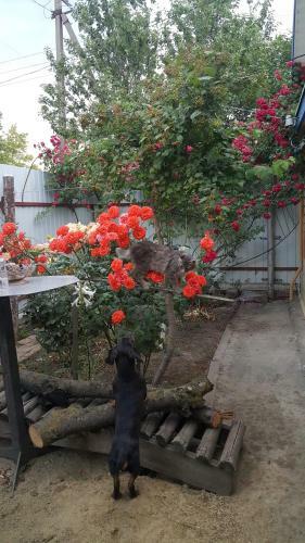 Hostal Guest House Na Chapaeva