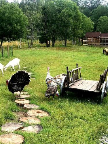 Agroturismo Baza Otdyha Borodinskoye