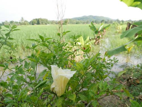Loei Airport Homestay