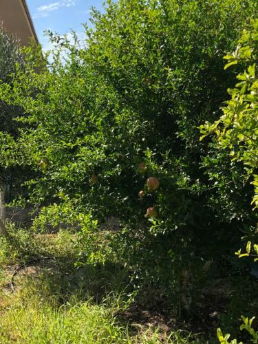 Saros Aslan Apart Hotel
