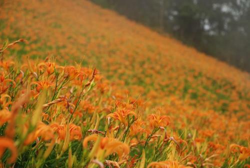 Qingshan Homestay