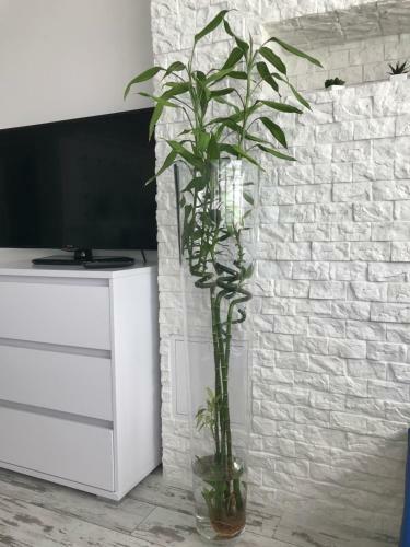 Apartamento Studio Apollo