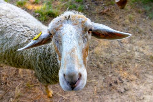 Agroturismo Kingdom Road Farm