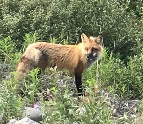 Lake Louise Lodge, Alaska