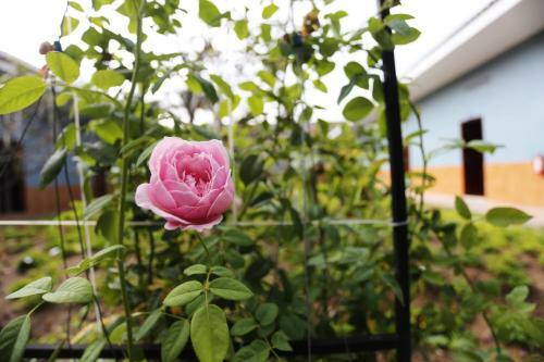 Hostal Thanh Thuy