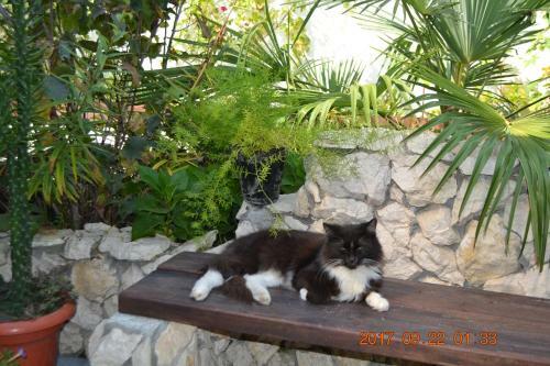 Hostal U Palycha Guest House
