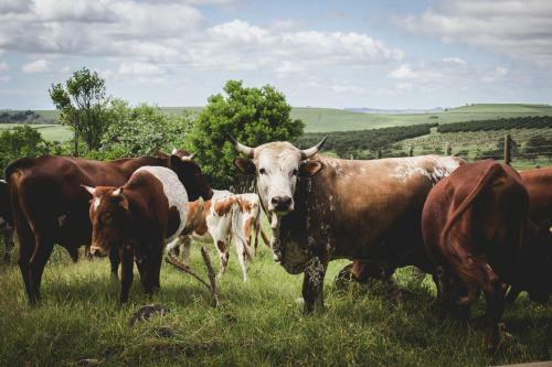 Hostal Oribi Gorge Guest Farm