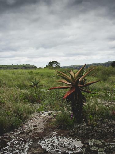 Hostal Oribi Gorge Guest Farm