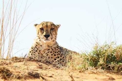 Lodge Tswalu Kalahari Reserve