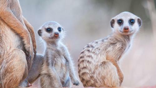 Lodge Tswalu Kalahari Reserve