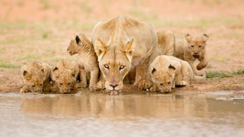 Lodge Tswalu Kalahari Reserve