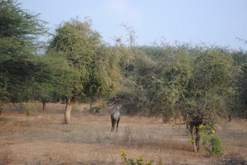 Hotel Araavali Trails - A Nature Resort