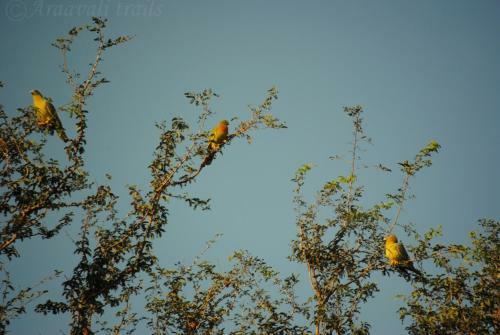 Hotel Araavali Trails - A Nature Resort