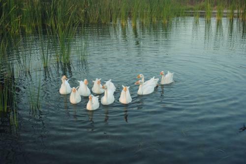 Hotel Araavali Trails - A Nature Resort