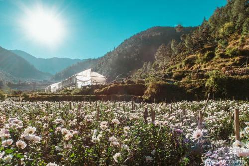 Hotel Carnoustie Himalayan Eco Resort