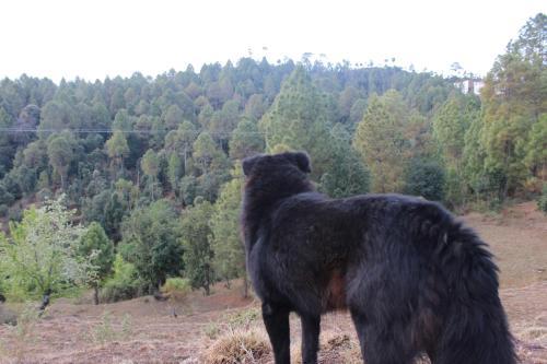 Hotel Kaafal Cottage Ranikhet