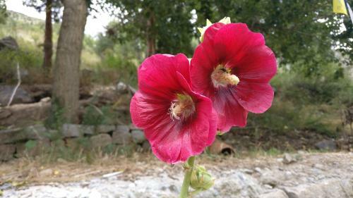 Bed & Breakfast Gemoor Khar- Manor House
