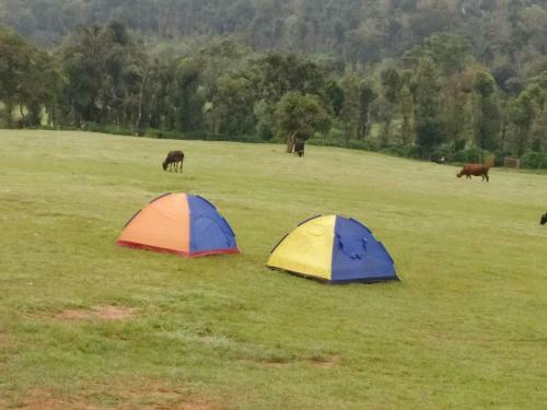 Green Grass Homestay