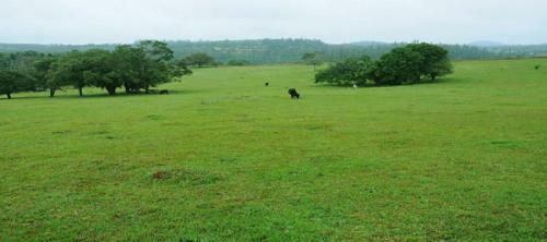 Green Grass Homestay
