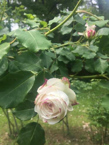 Bed & Breakfast Le Dimore de Il Borgo Del Balsamico