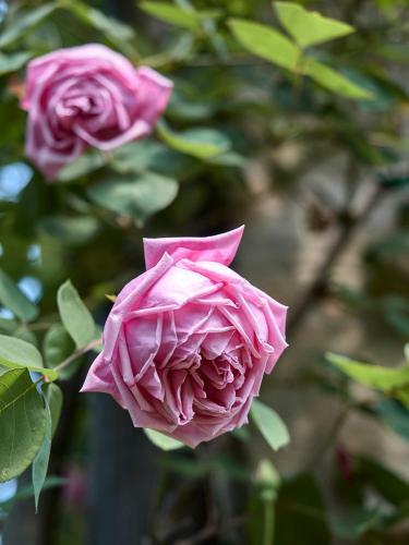 Bed & Breakfast Le Dimore de Il Borgo Del Balsamico