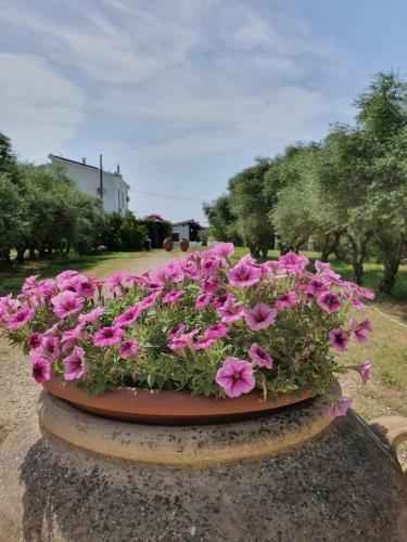Agroturismo Casapanetta