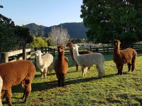 Bed & Breakfast Crux Alpacas