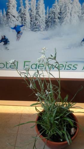 Hostal Vila Edelweiss