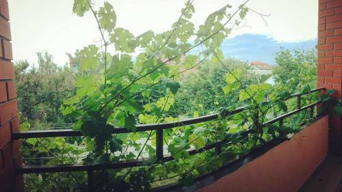 Hostal Guesthouse Novosolov