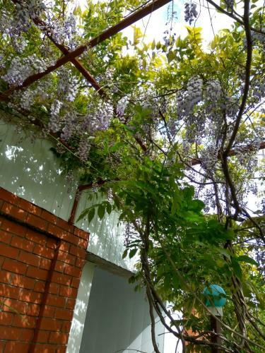 Hostal Guesthouse Novosolov