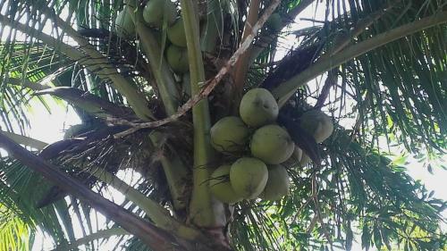 Hotel Beautiful Flower Resort