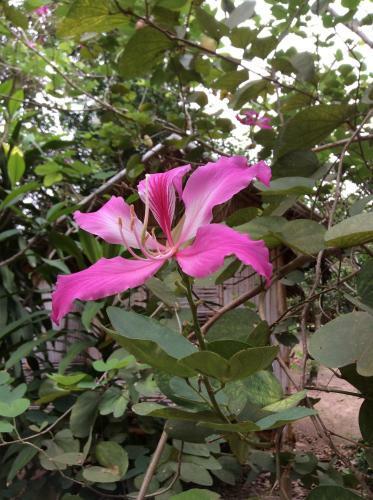 Hostal Pruksa Resort Prachin Buri