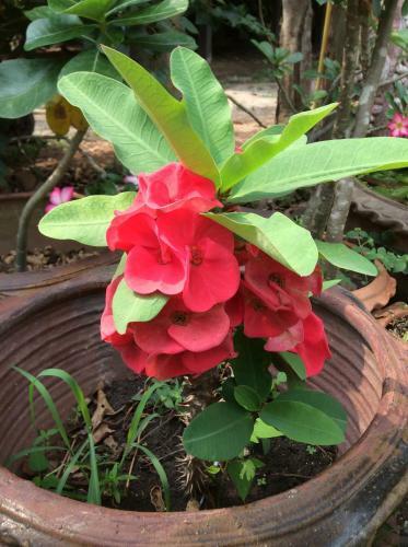 Hostal Pruksa Resort Prachin Buri