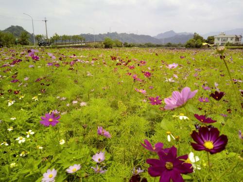 Lily Village