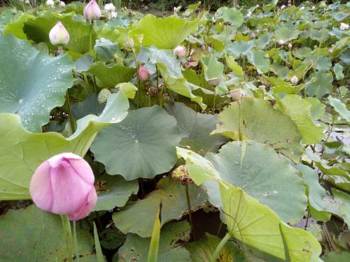 Lily Village
