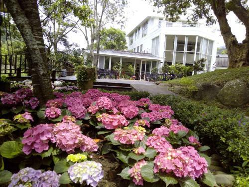 Lily Village