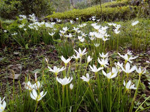 Lily Village