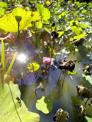 Lily Village