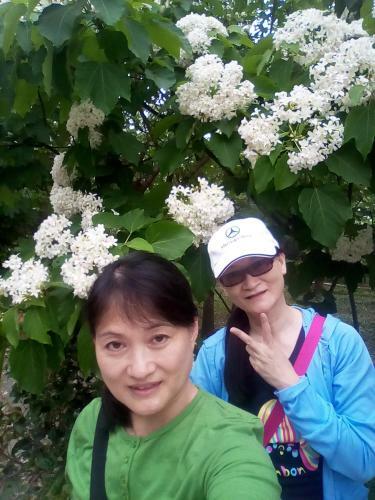 Lily Village