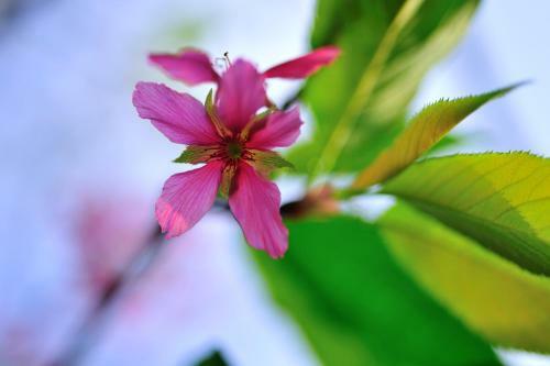 Bed & Breakfast Flower Free
